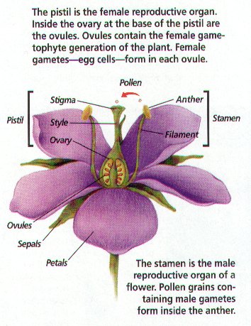 Angiosperms Biology 2 Notes